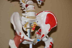 Unidad de pelvis y cadera